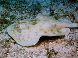 Yellow Stingray IMG 9096